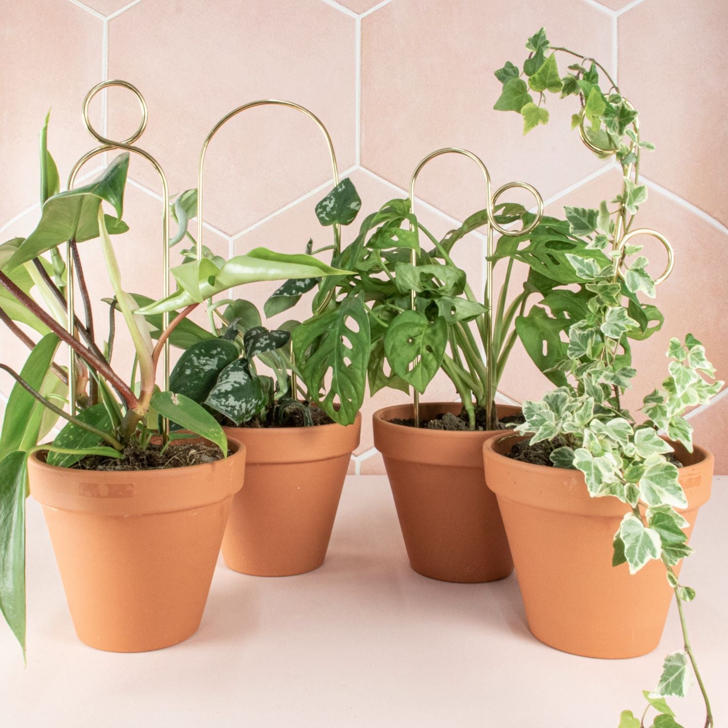 Indoor Plant Stakes