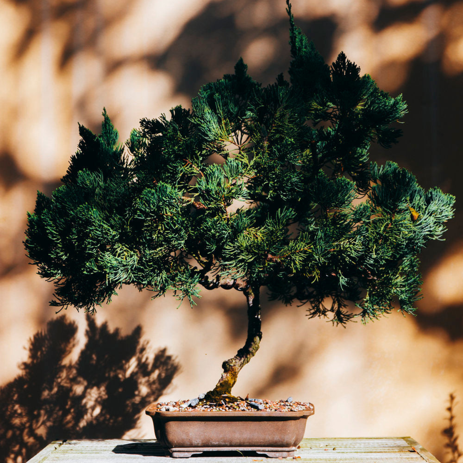 Bonsai Tools Australia