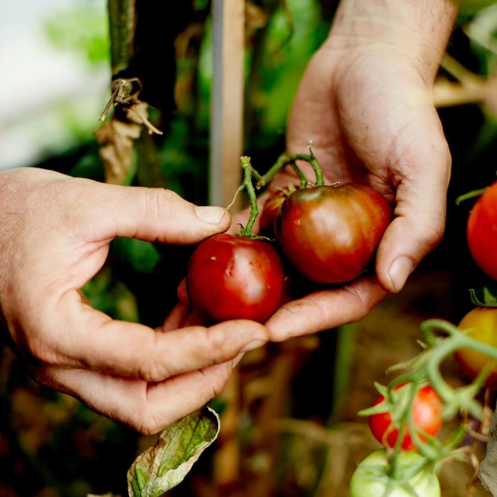 Tomato Seeds