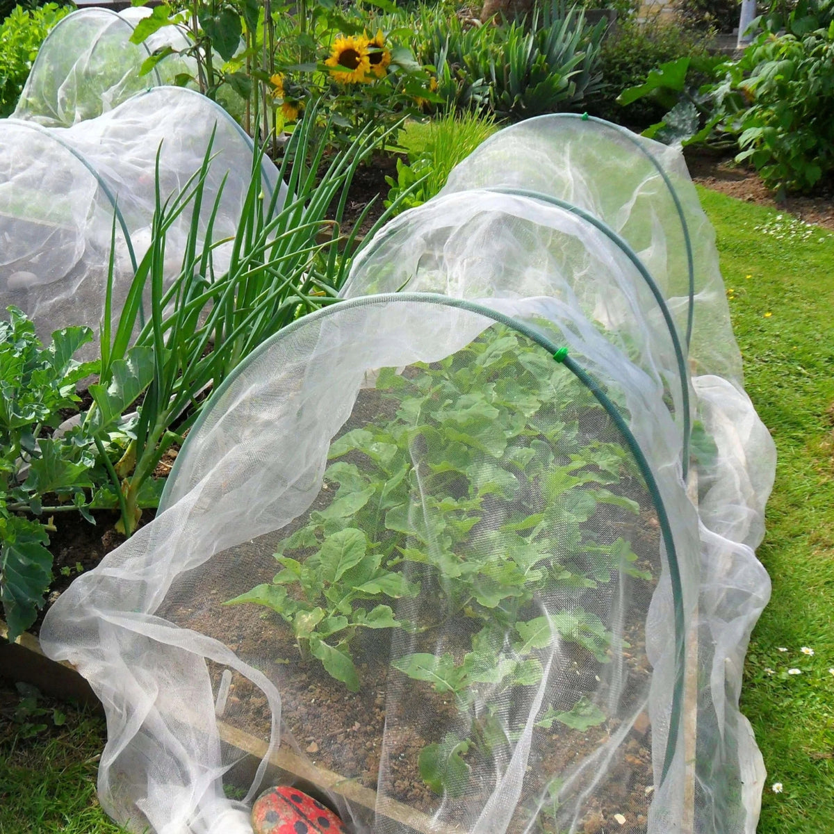 Insect Netting