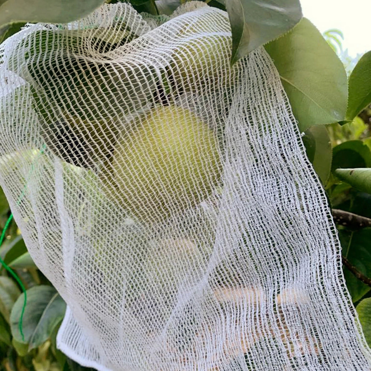 Fruit Protection Bags
