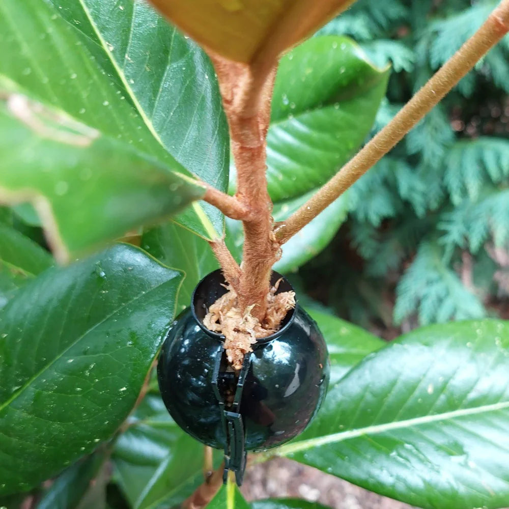 Air Layering Capsules on Plant