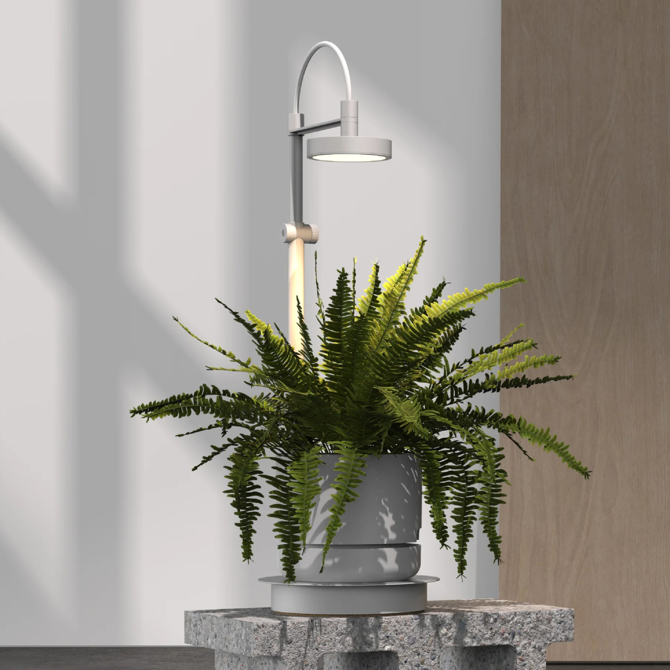 Ample PL01 Grow Lamp with Fern Growing Underneath
