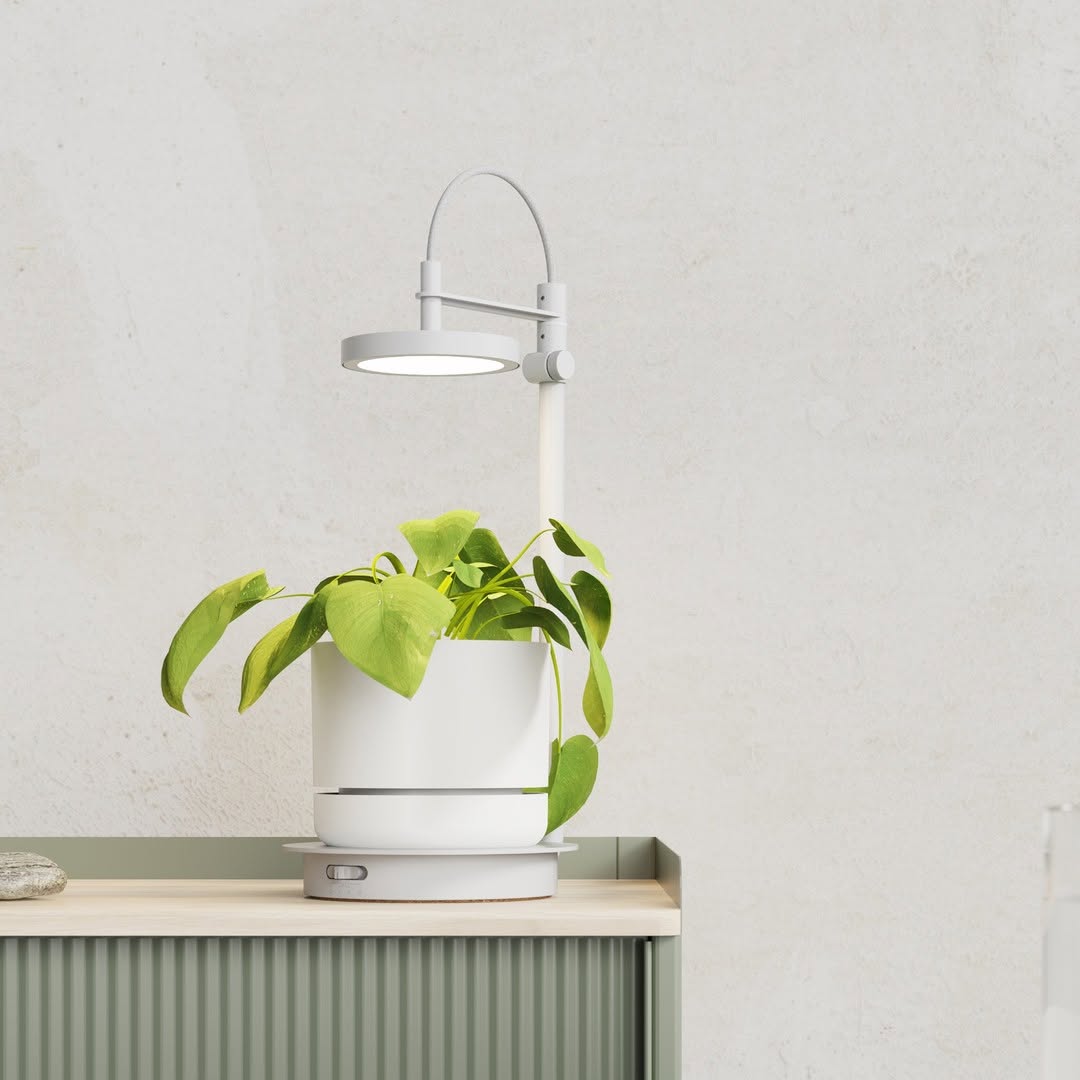 Ample Grow Lamp in White with Plant
