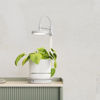 Ample Grow Lamp in White with Plant