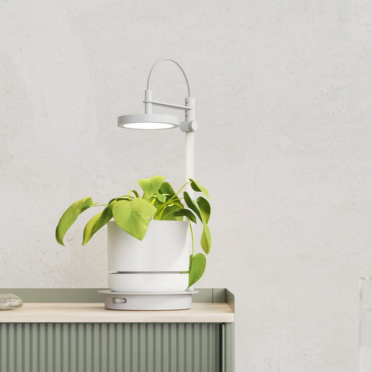 Ample Grow Lamp in White with Plant