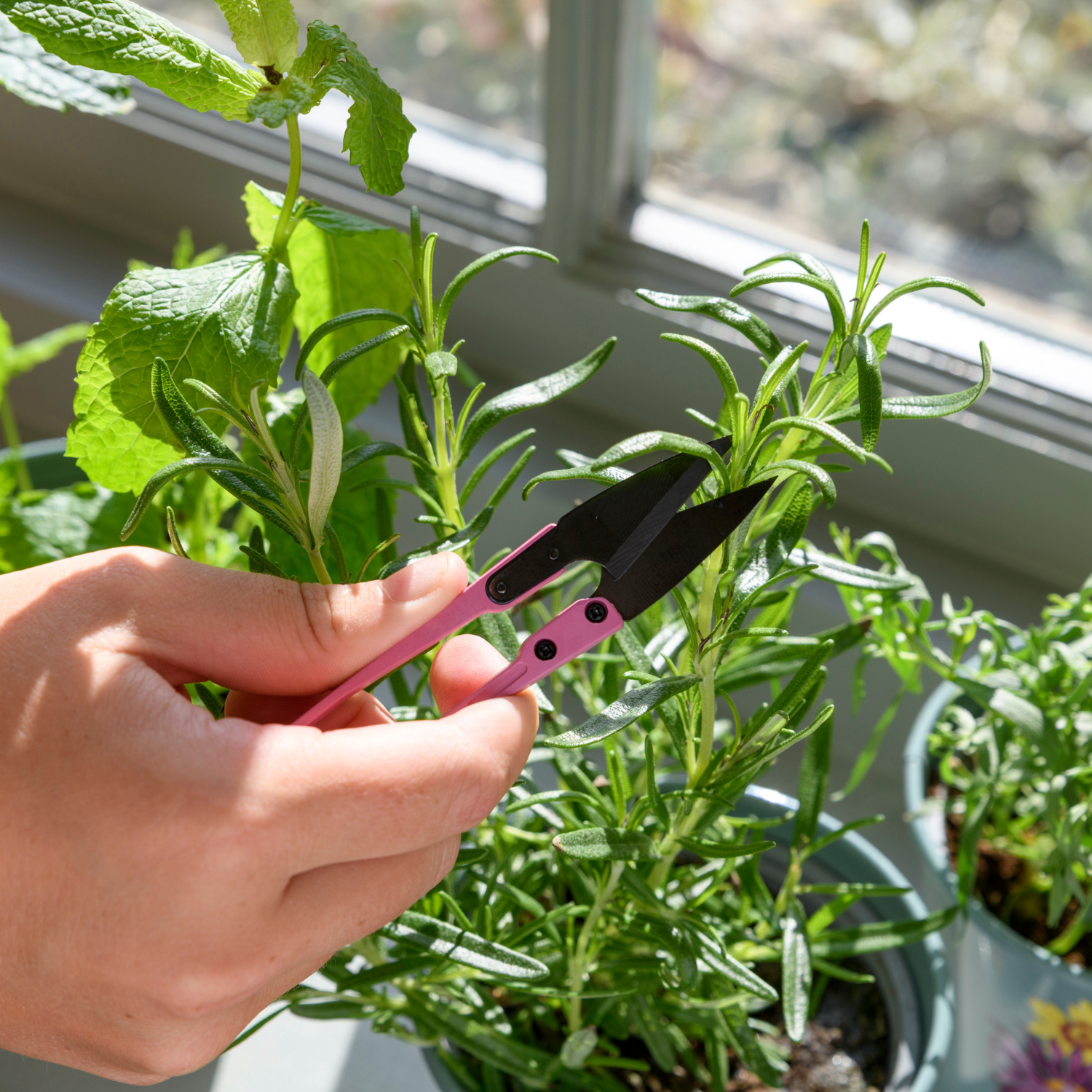 Burgon & Ball RHS 'Asteraceae' Herb Snips