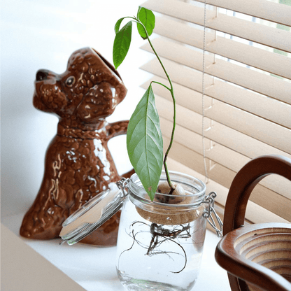 Avocado Plant Growing on Pepin Buoy in Jar