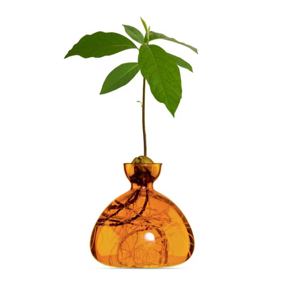 Avocado Propagation Vase, Amber Glass