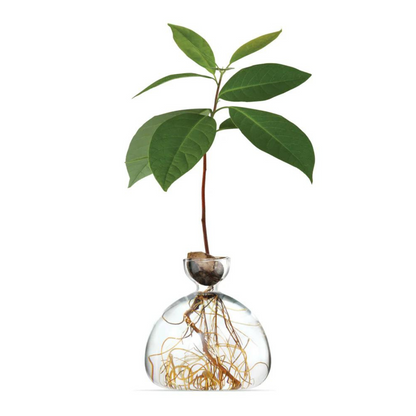 Avocado Propagation Vase, Clear