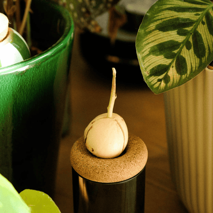 Avocado Seed Sprouting on Pepin Buoy