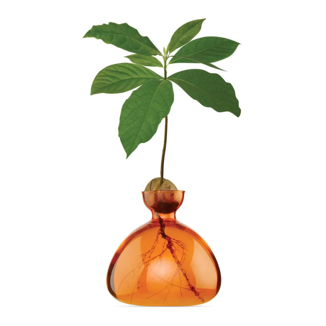 Avocado Seed Glass Propagation Vase, Amber