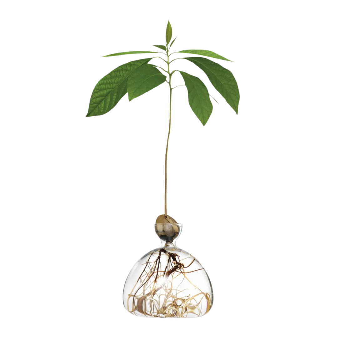 Avocado Seed Propagation Vase, Clear