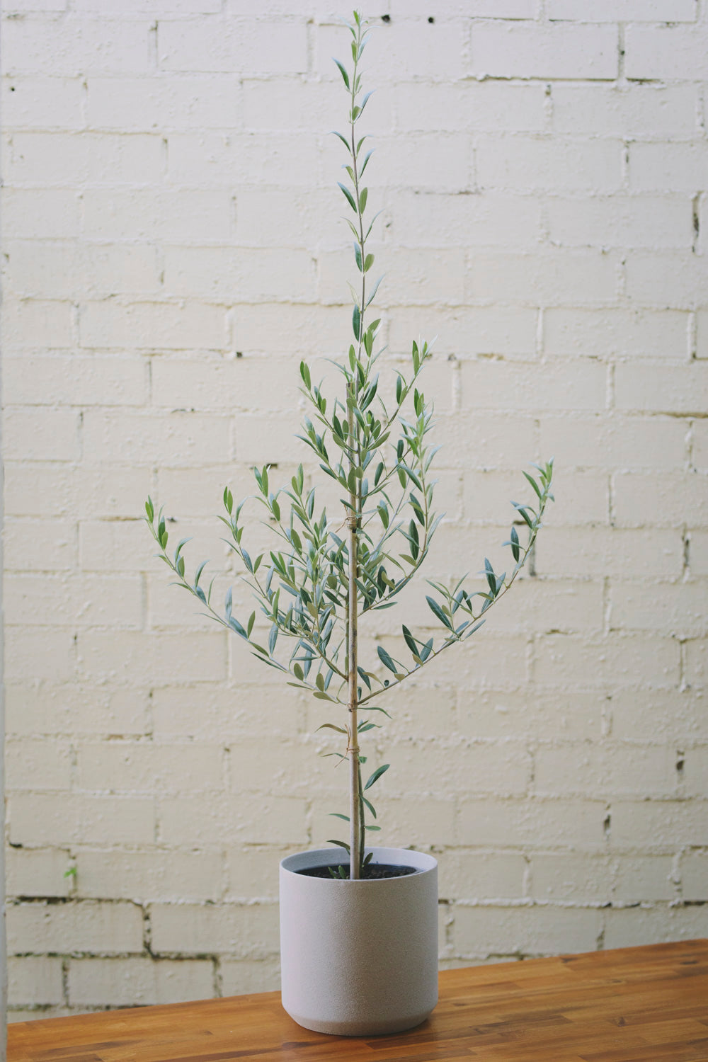 Olive Tree (Pick Up Only)