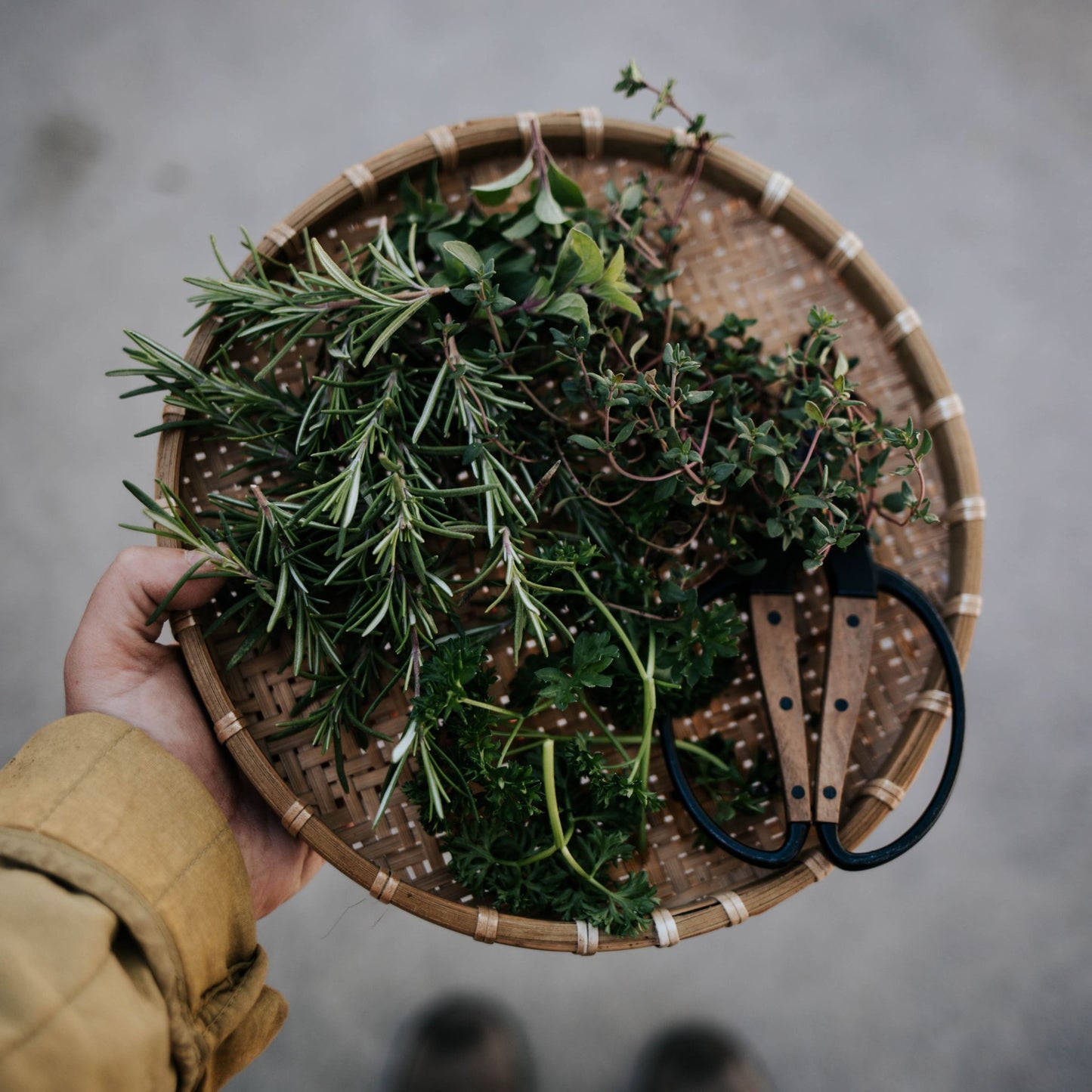 Barebones Garden Scissors with Freshly Cut Herbs