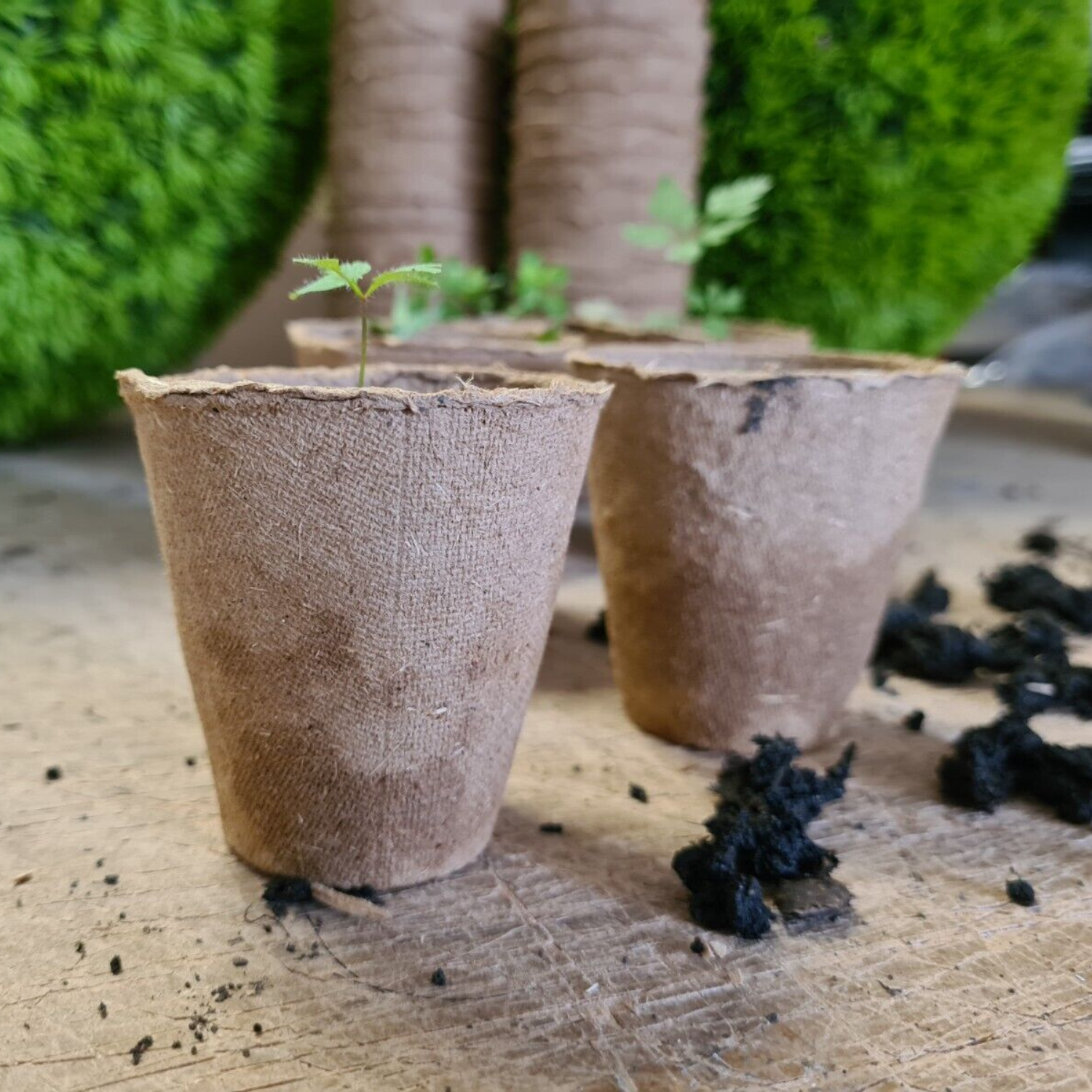 bio plant pots Bio Grow Pots