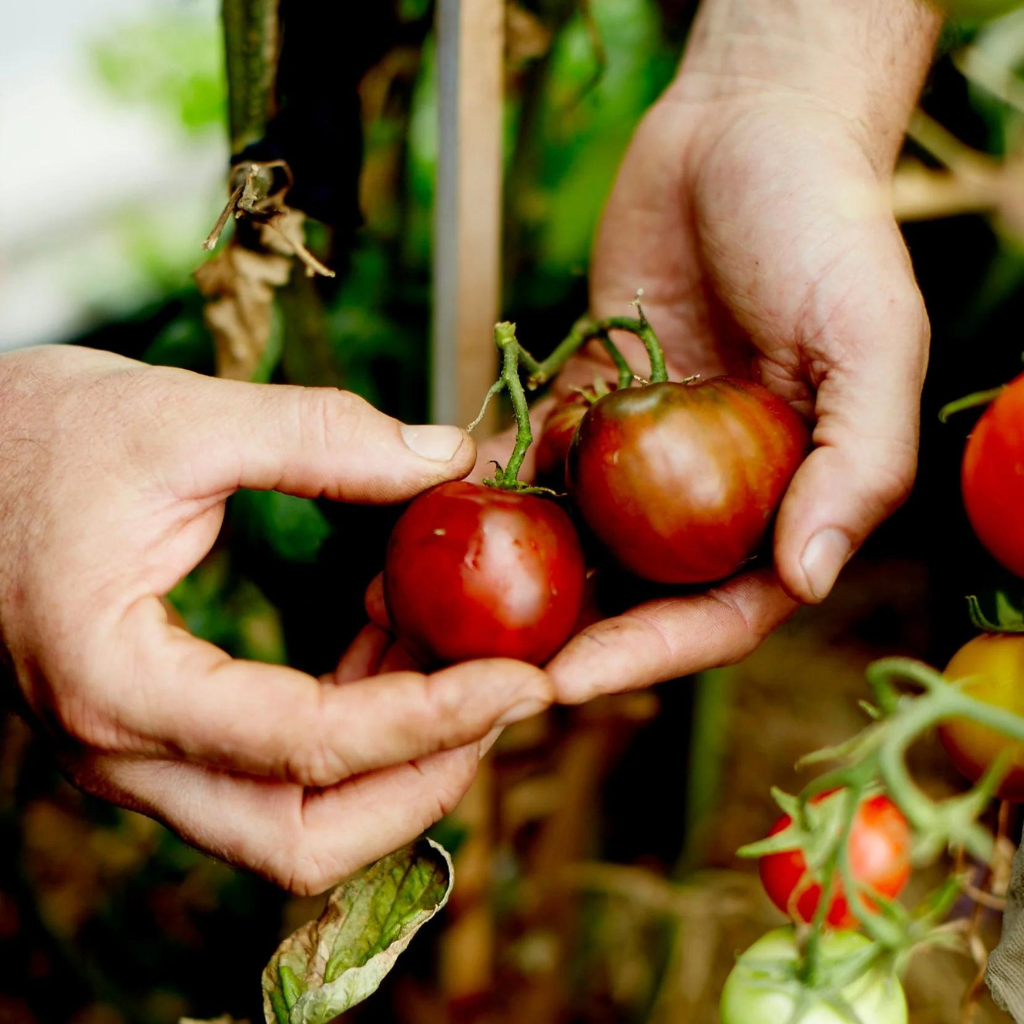 Black Russian Tomatoes