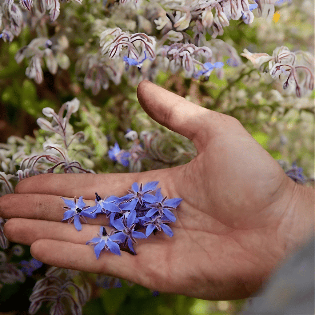 Borage Flowers