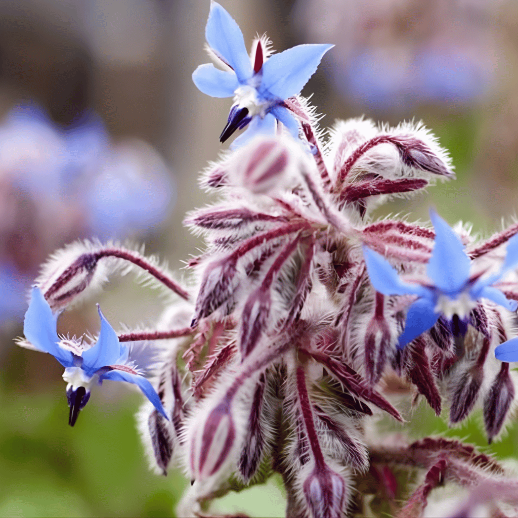 Borage Plant