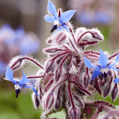 Borage Plant