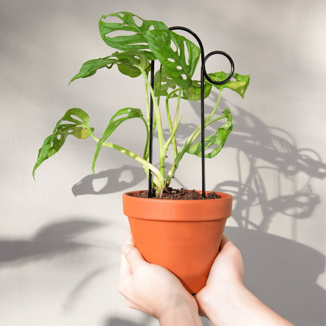 Bump Mini Plant Stake in Terracotta Pot