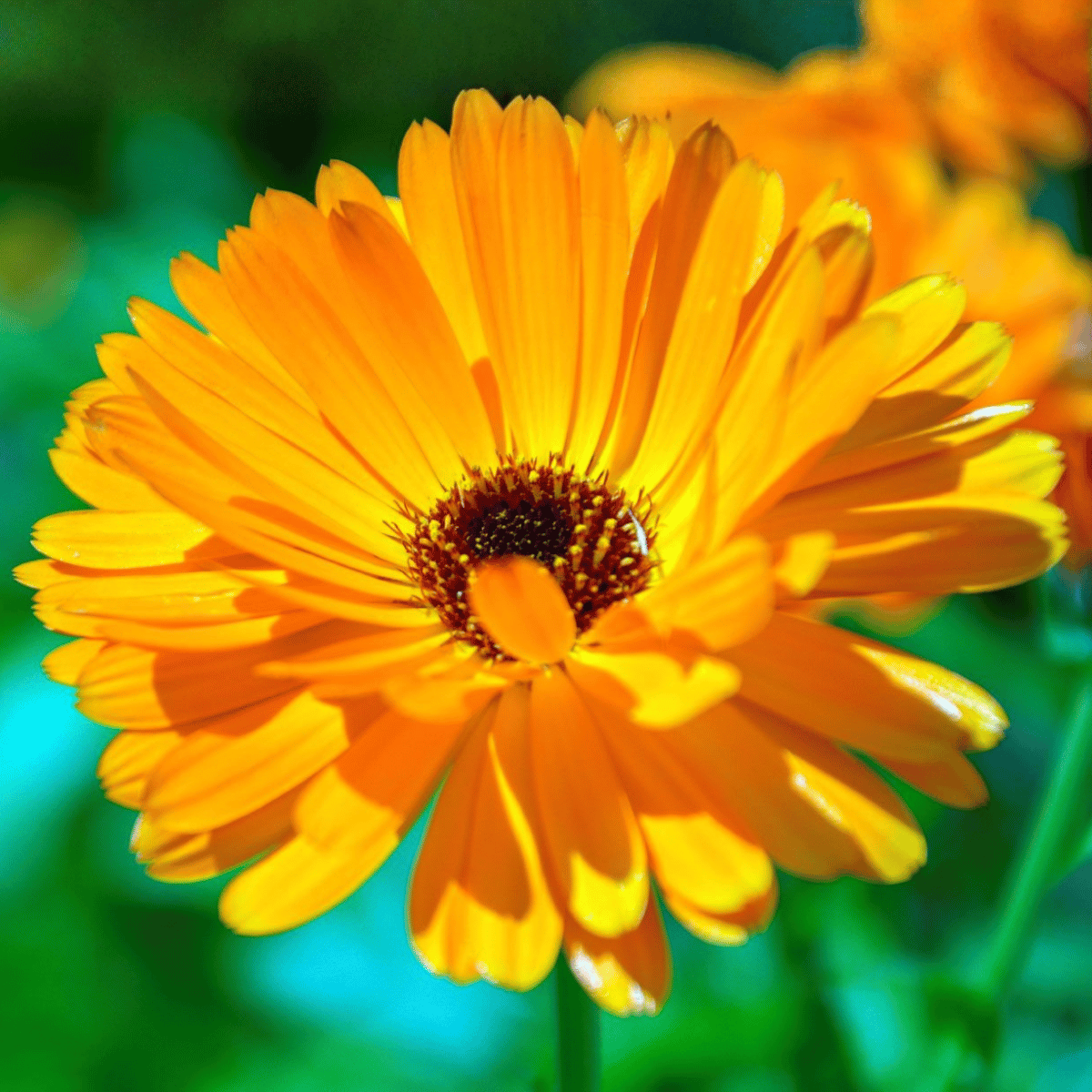 Calendula Flower