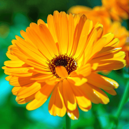 Calendula Flower
