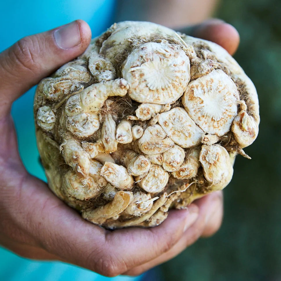 Grow Celeriac