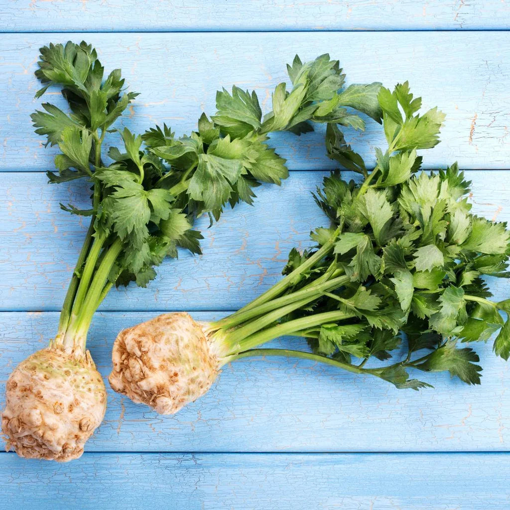 Celeriac 'White Alabaster' Heirloom Seeds – Backyard Botanist