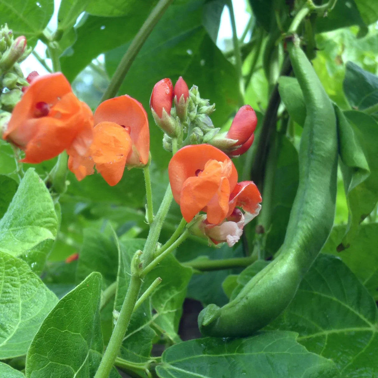 Grow 'Scarlett Runner' Beans from Seed