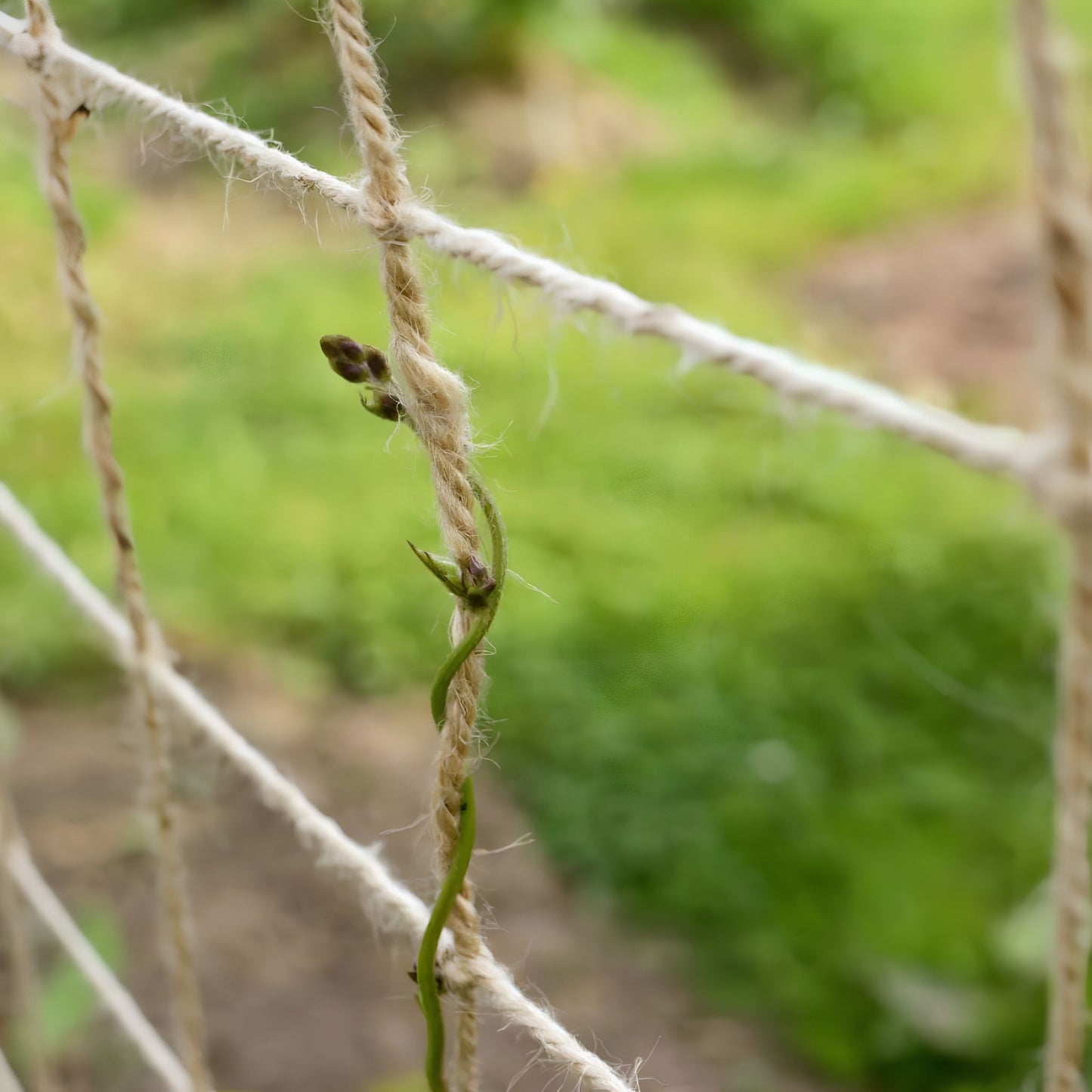 Climbing Plant on Jute Pea & Bean Support Net