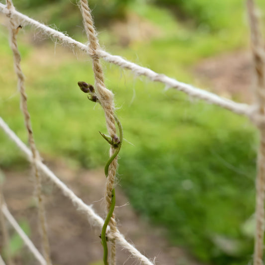 Climbing Plant on Jute Pea & Bean Support Net