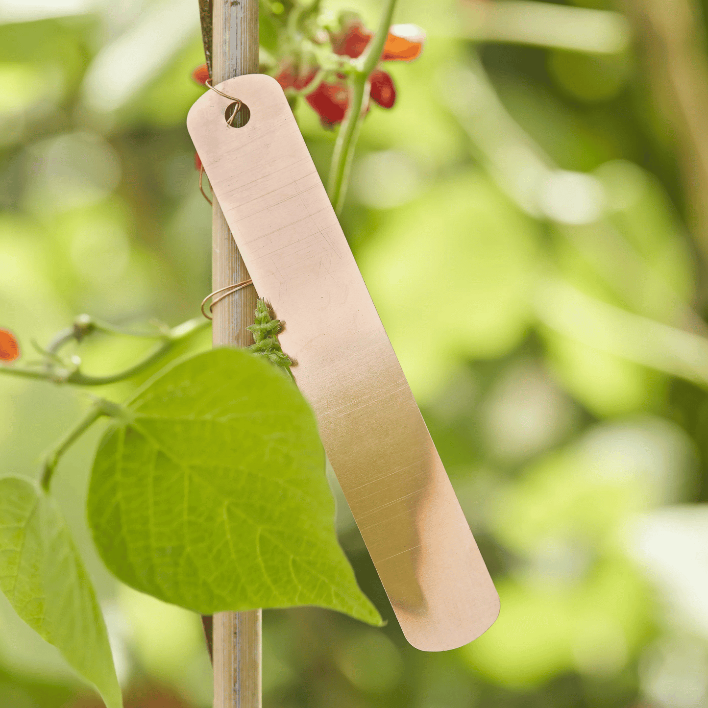 Copper Plant Tag Hanging