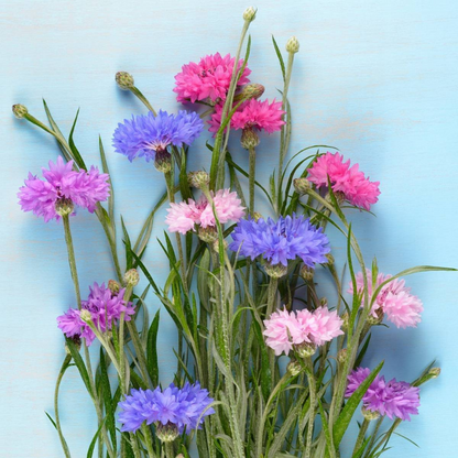 Cornflowers