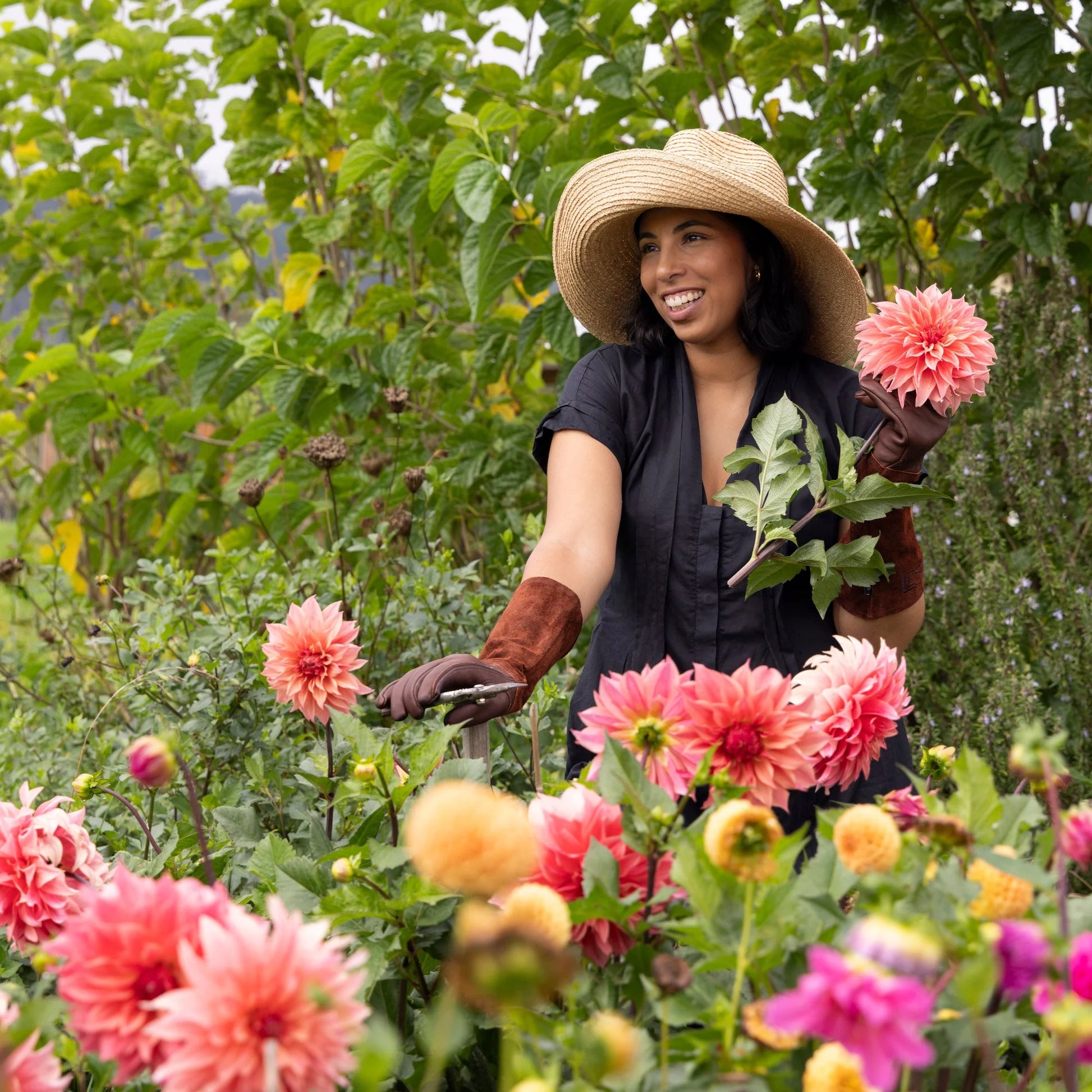 Collecting Dahlias in Le Sac Garden Gloves