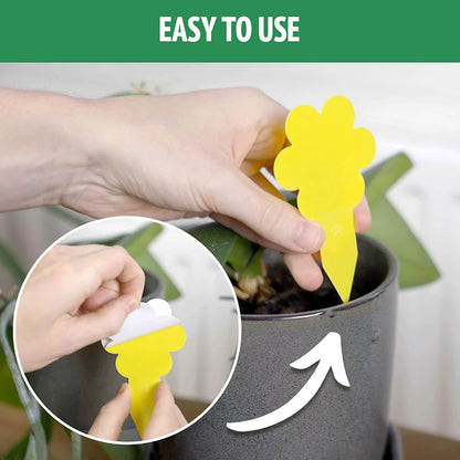 Easy to Use Fungus Gnat Traps