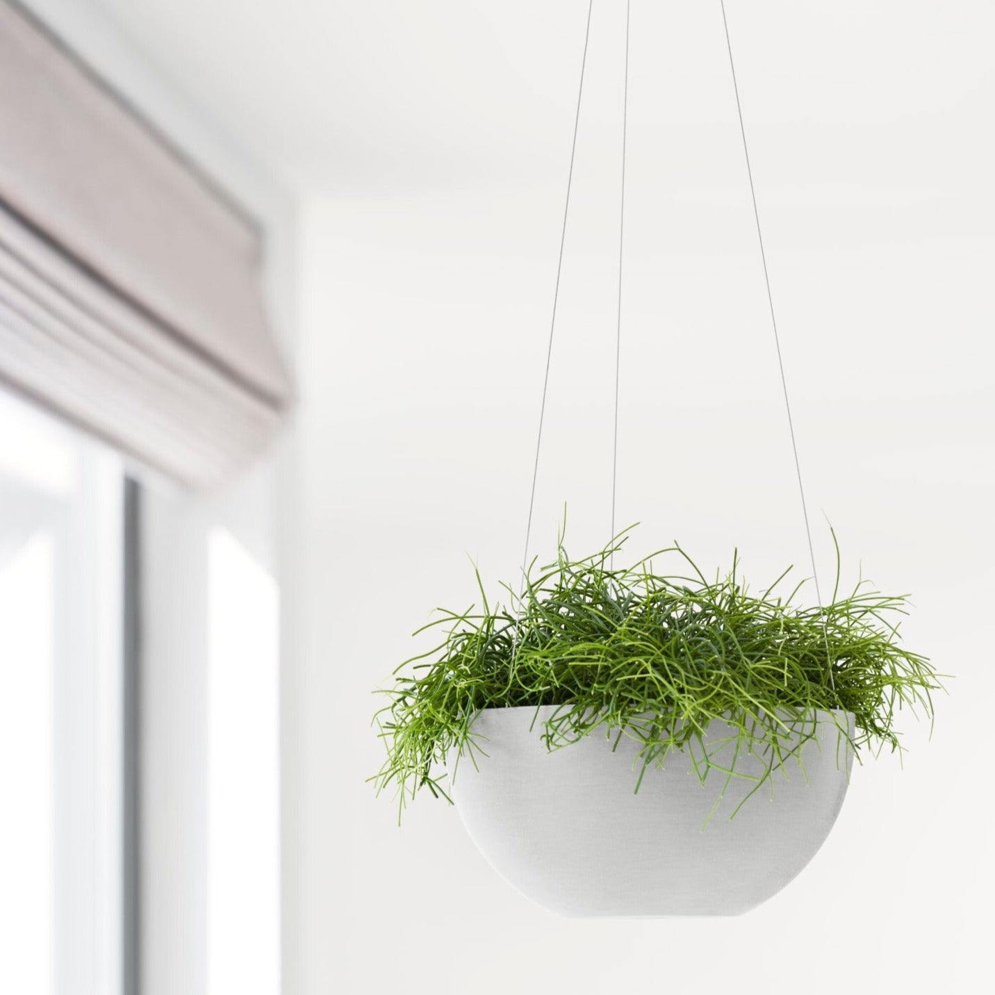 Ecopots Hanging Brussels Lifestyle