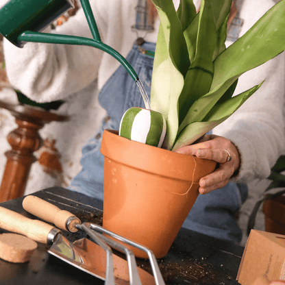 Filling Pepin Mini Olla with Water
