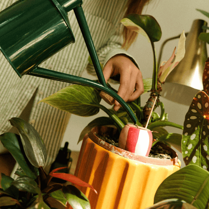 Filling Red Striped Mini Olla with Haws Watering Can