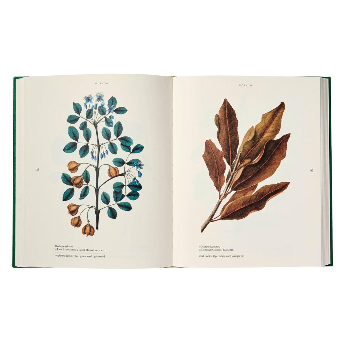 Folium Book Sample Page 146