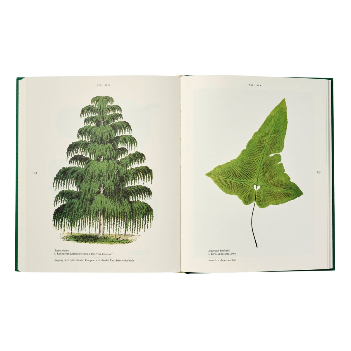 Folium Book Sample Page 254