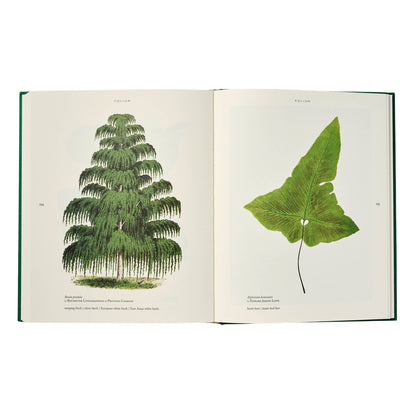 Folium Book Sample Page 254