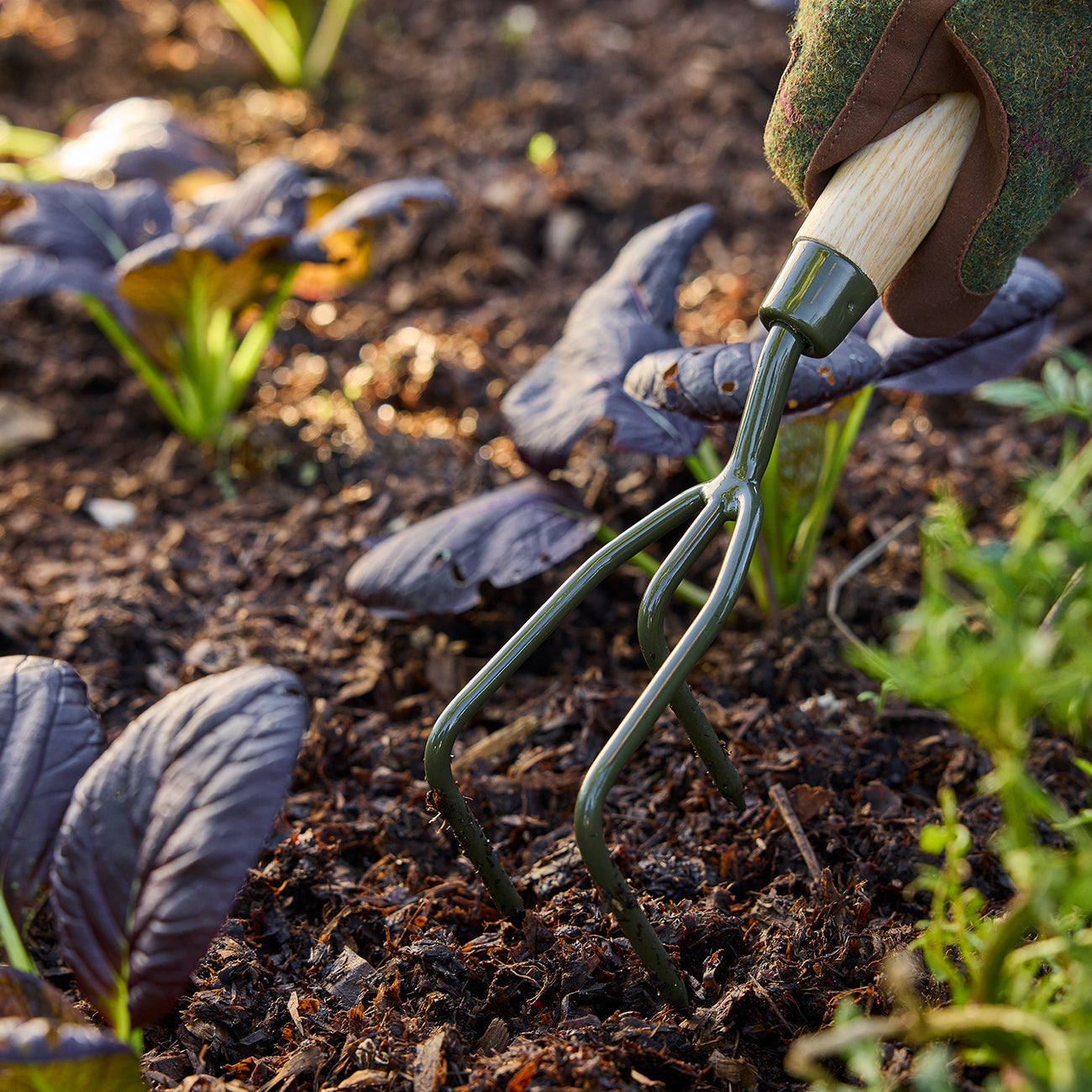 Cultivating Soil with RHS BoronGreen Claw Cultivator