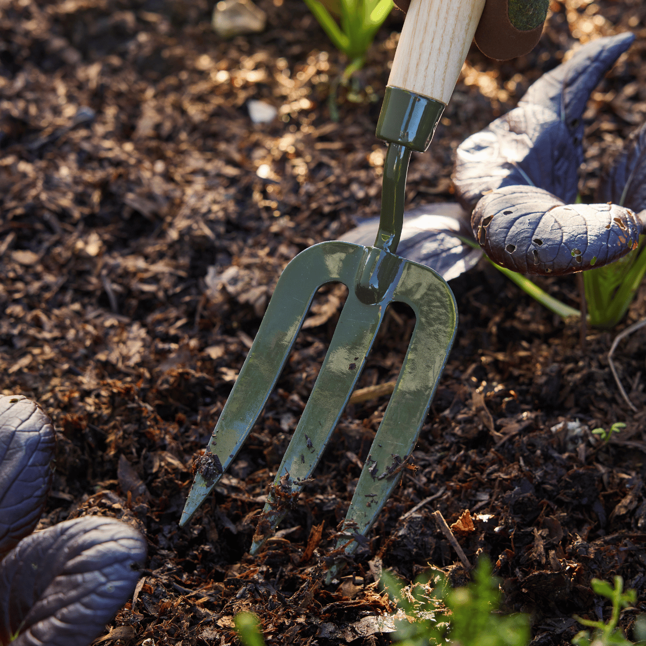 Digging in Soil with Burgon & Ball RHS BoronGreen Hand Fork