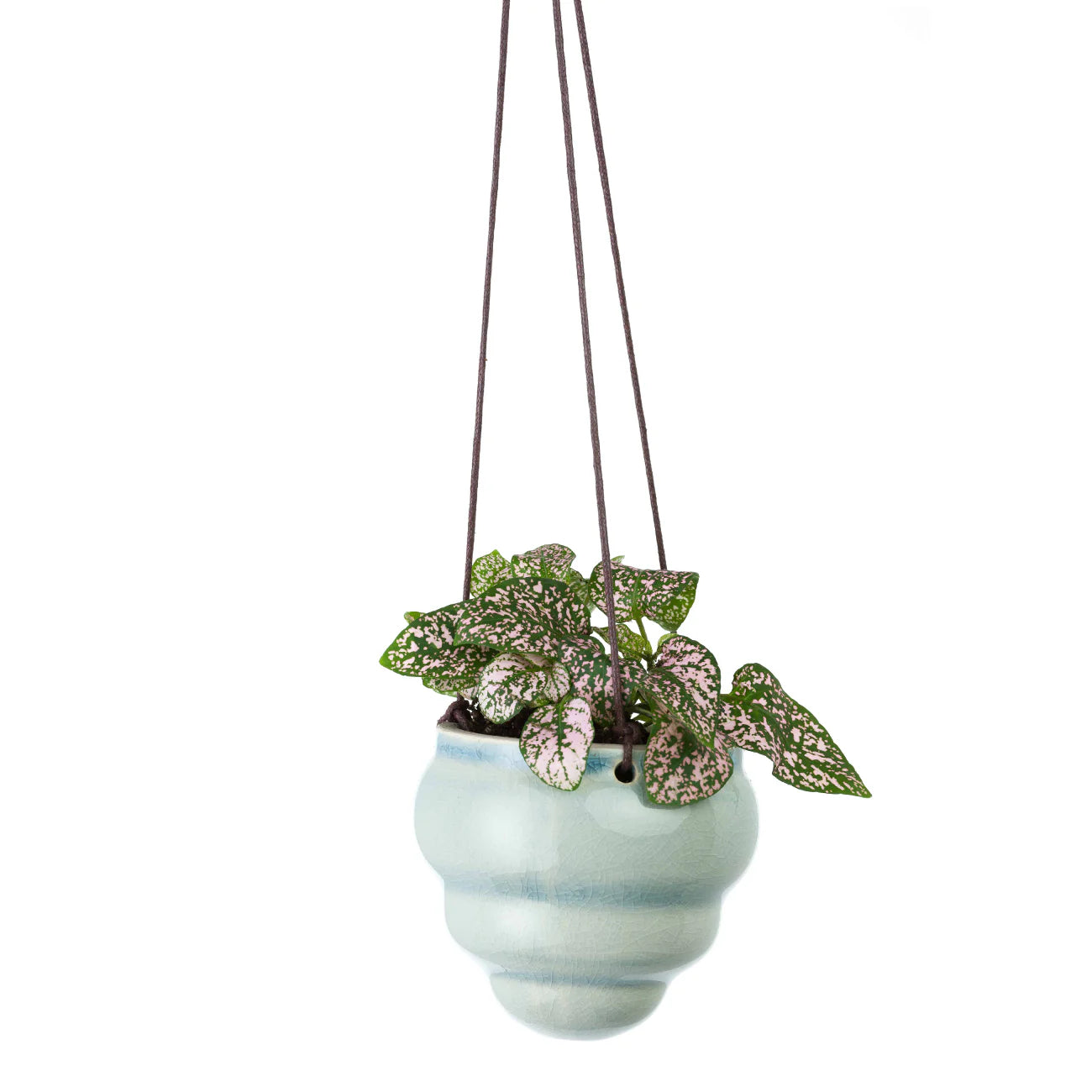 'Bombini' Tiny Hanging Pot
