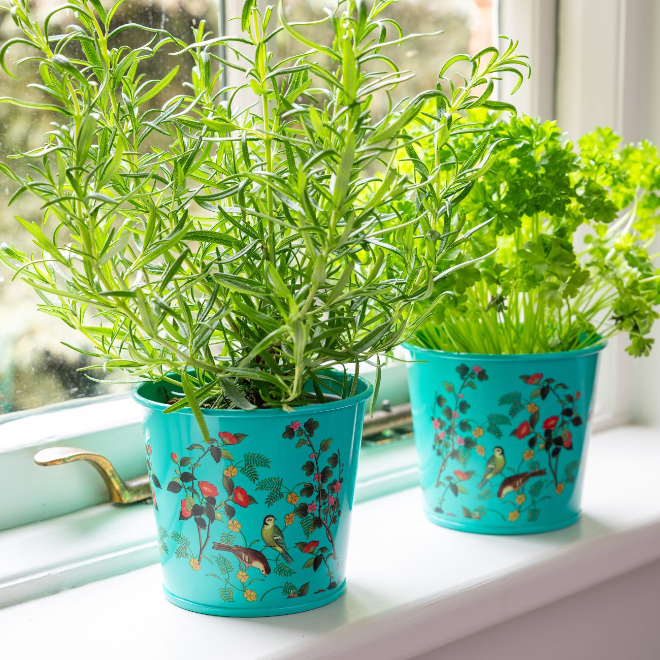 Burgon & Ball RHS 'Flora & Fauna' Collection Herb Pots on Windowsill