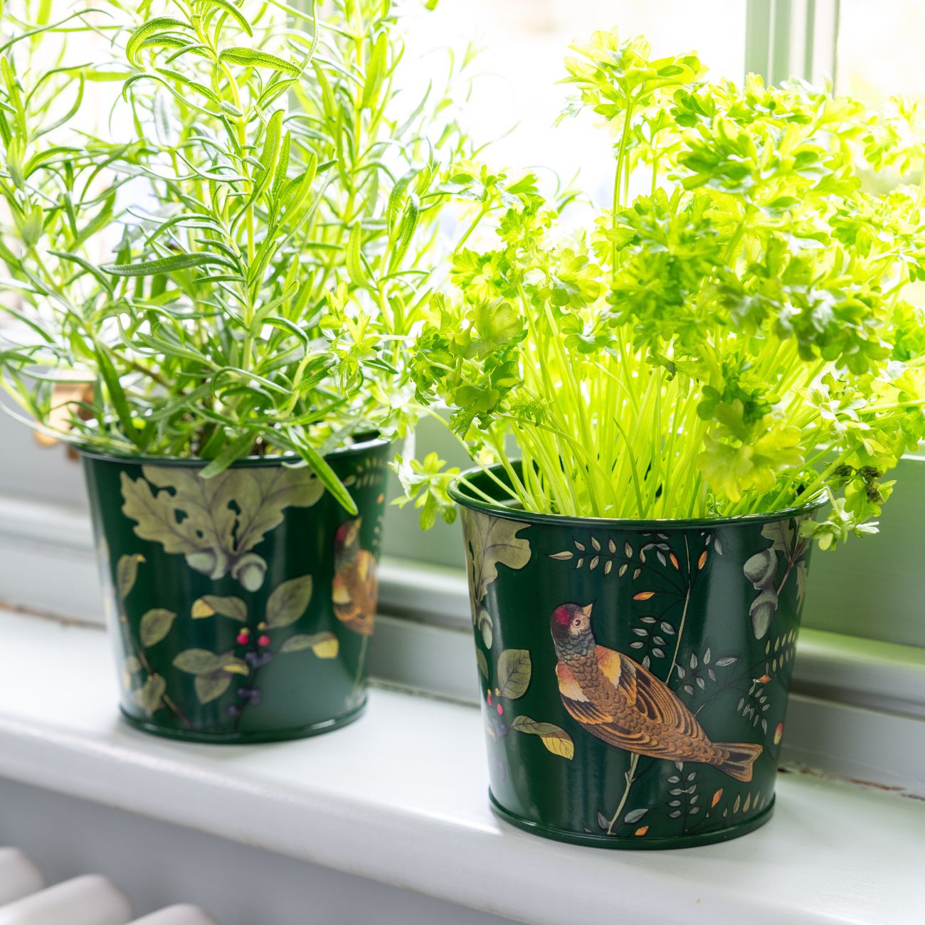 Burgon & Ball RHS 'Woodland Wonders' Herb Pots on Windowsill