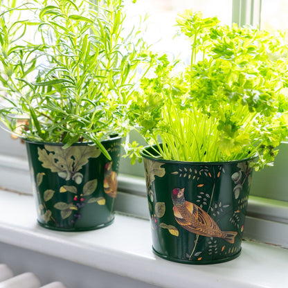 Burgon & Ball RHS 'Woodland Wonders' Herb Pots on Windowsill
