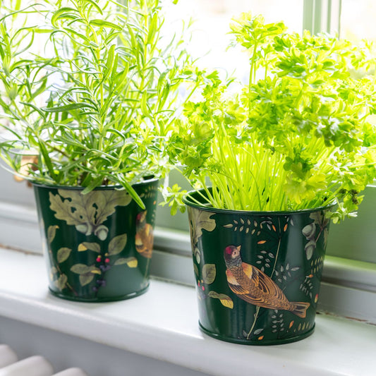 Burgon & Ball RHS 'Woodland Wonders' Herb Pots on Windowsill