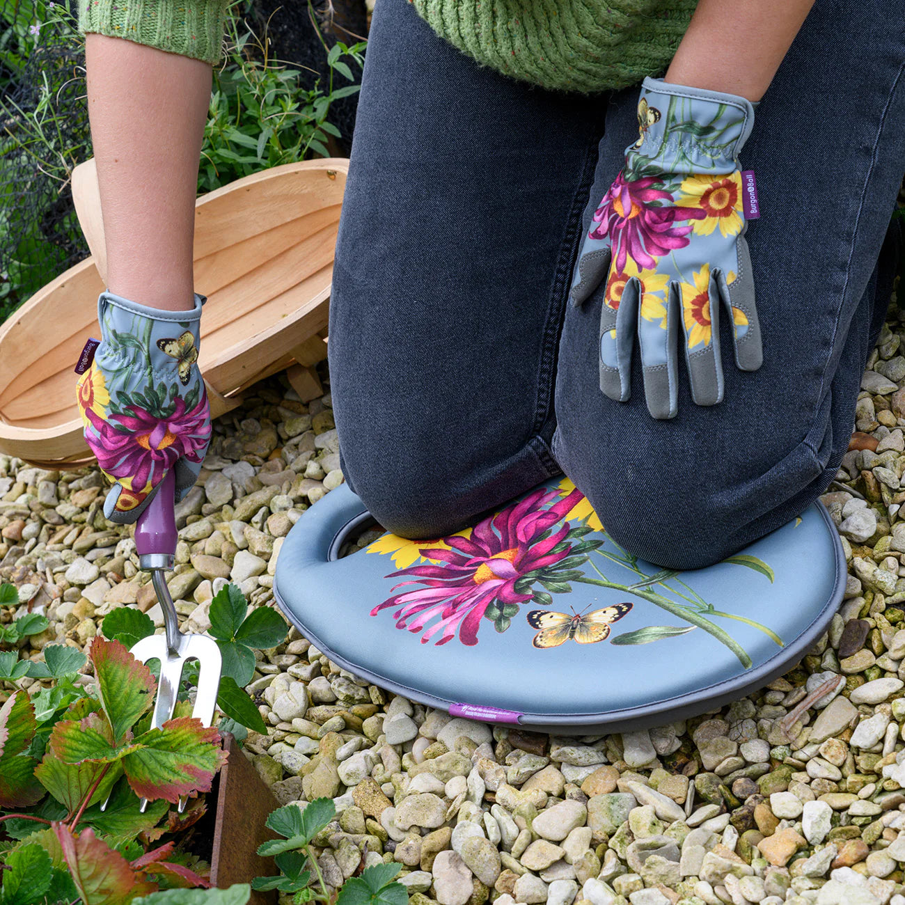 Gardening with RHS 'Asteraceae' Collection